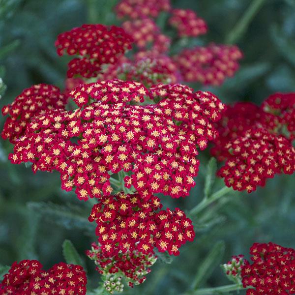 achillea-sassy-summer-sangria-yarrow