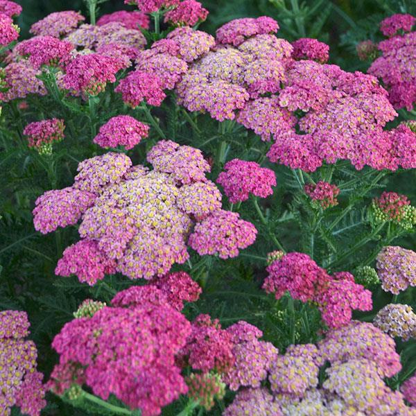 achillea-sassy-summer-taffy-yarrow