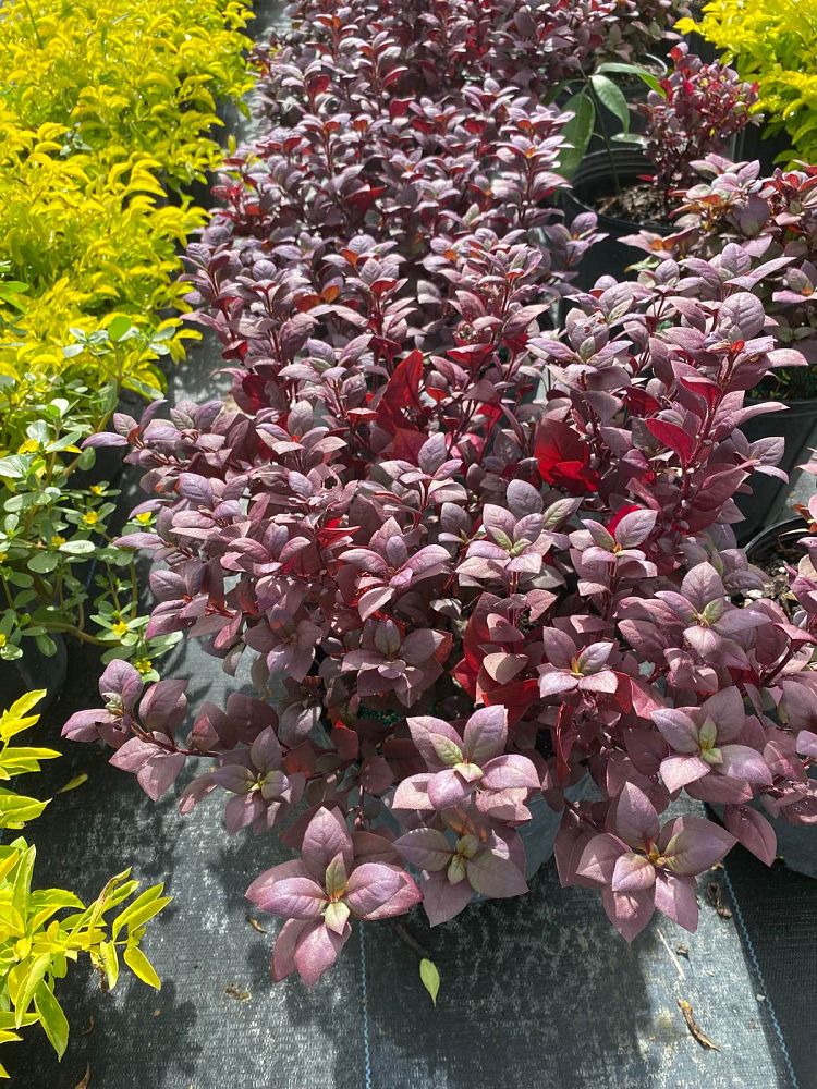 achimenes-purple-prince-hot-water-plant-magic-flower-mother-s-tears-nut-orchid-orchid-pansy-widow-s-tears-cupid-s-bow