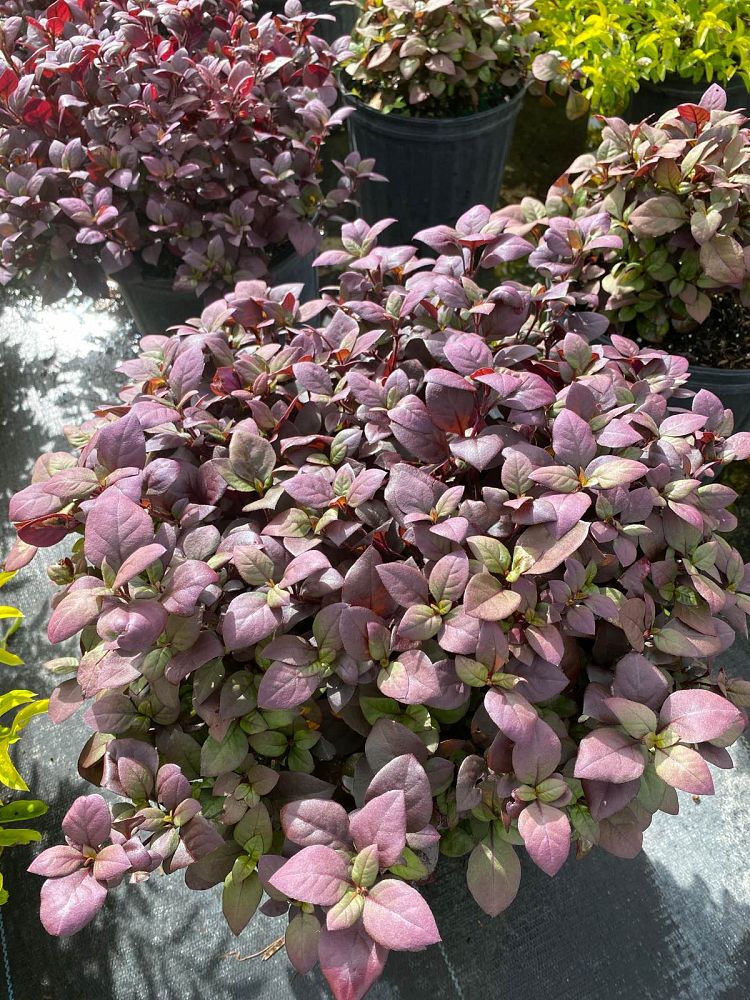 achimenes-purple-prince-hot-water-plant-magic-flower-mother-s-tears-nut-orchid-orchid-pansy-widow-s-tears-cupid-s-bow