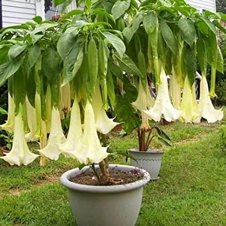 acleisanthes-longiflora-angel-s-trumpets