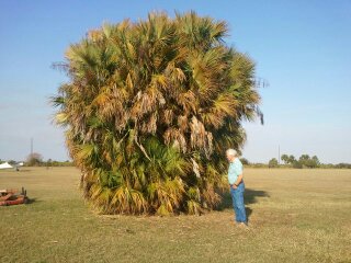 acoelorrhaphe-wrightii-everglades-palm-paurotis-palm