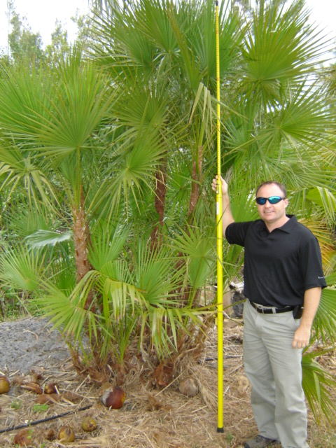 acoelorrhaphe-wrightii-everglades-palm-paurotis-palm