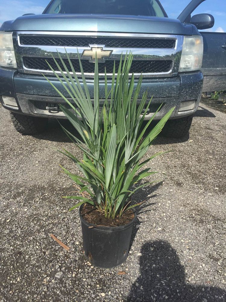 acoelorrhaphe-wrightii-everglades-palm-paurotis-palm
