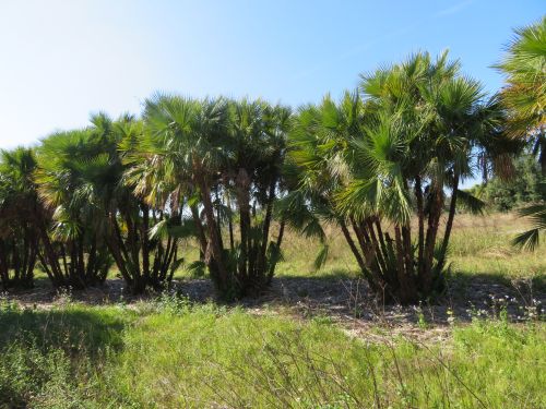 acoelorrhaphe-wrightii-everglades-palm-paurotis-palm