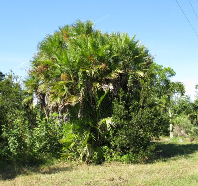 acoelorrhaphe-wrightii-everglades-palm-paurotis-palm
