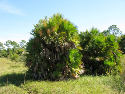 acoelorrhaphe-wrightii-everglades-palm-paurotis-palm
