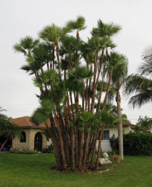 acoelorrhaphe-wrightii-everglades-palm-paurotis-palm
