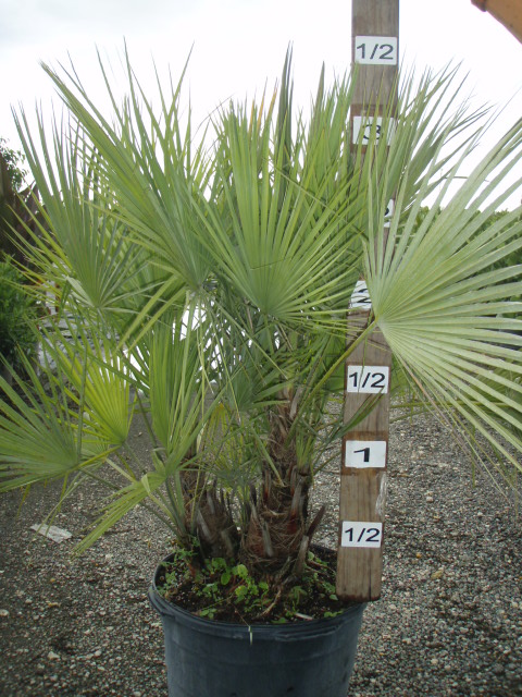 acoelorrhaphe-wrightii-everglades-palm-paurotis-palm