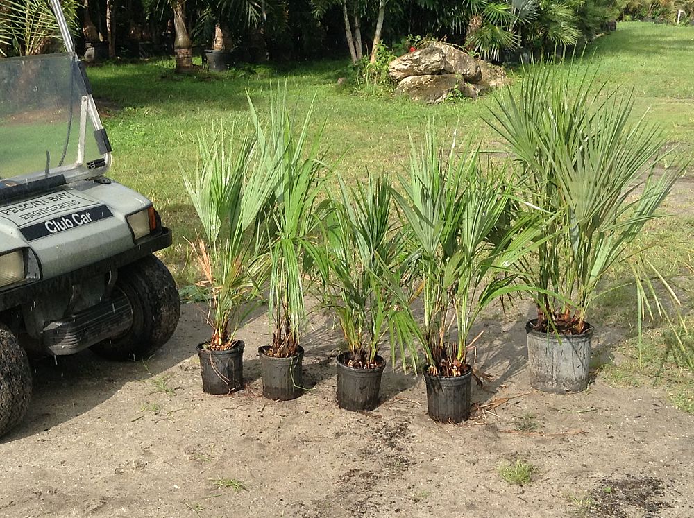 acoelorrhaphe-wrightii-everglades-palm-paurotis-palm