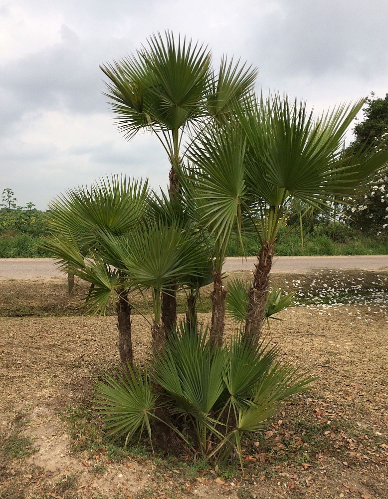 acoelorrhaphe-wrightii-everglades-palm-paurotis-palm