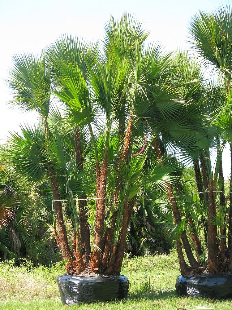 acoelorrhaphe-wrightii-everglades-palm-paurotis-palm