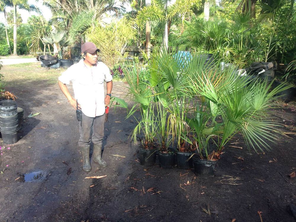 acoelorrhaphe-wrightii-everglades-palm-paurotis-palm