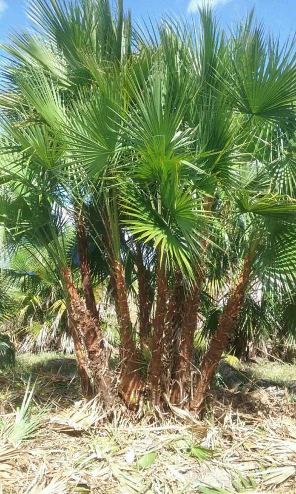 acoelorrhaphe-wrightii-everglades-palm-paurotis-palm