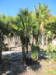 acoelorrhaphe-wrightii-everglades-palm-paurotis-palm