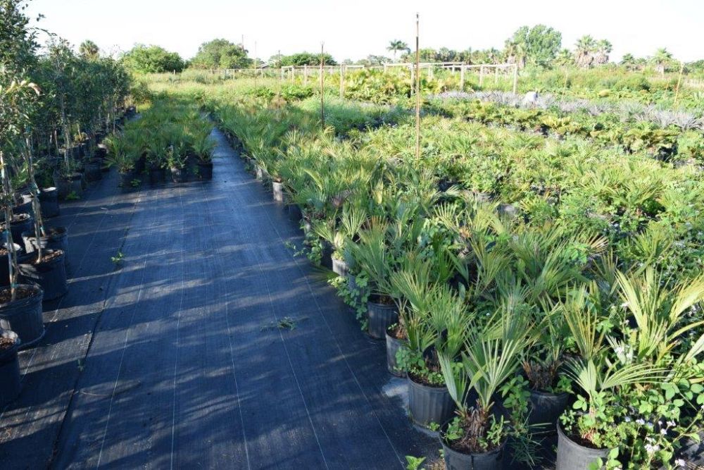 acoelorrhaphe-wrightii-everglades-palm-paurotis-palm
