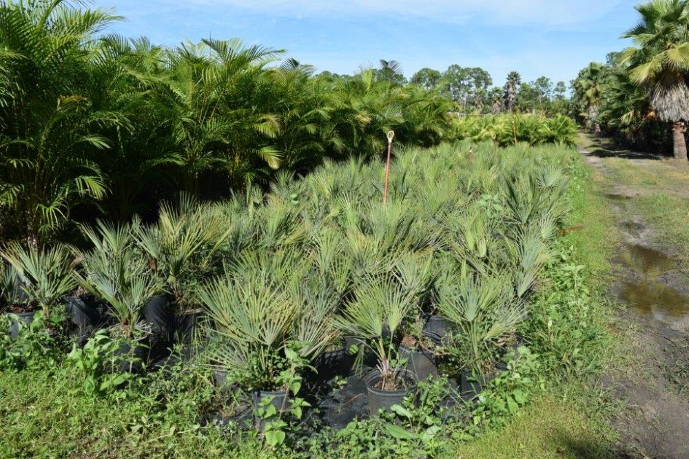 acoelorrhaphe-wrightii-everglades-palm-paurotis-palm