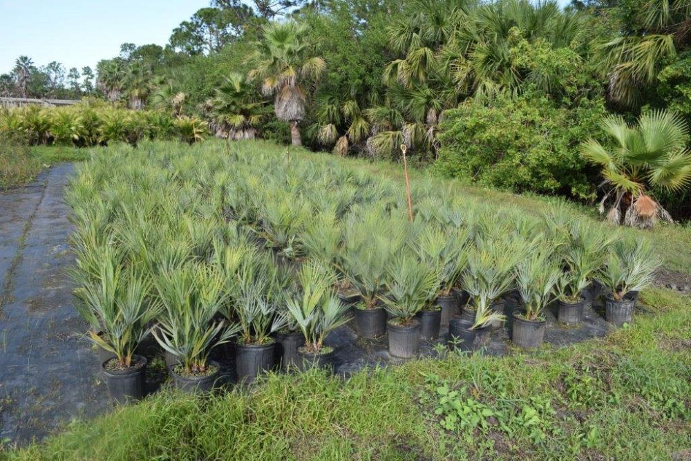 acoelorrhaphe-wrightii-everglades-palm-paurotis-palm