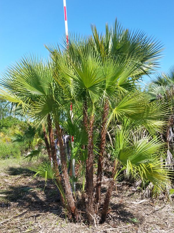 acoelorrhaphe-wrightii-everglades-palm-paurotis-palm