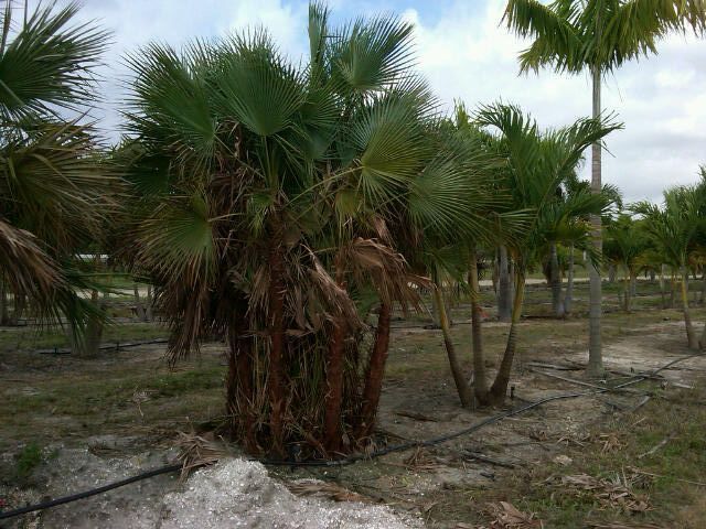 acoelorrhaphe-wrightii-everglades-palm-paurotis-palm