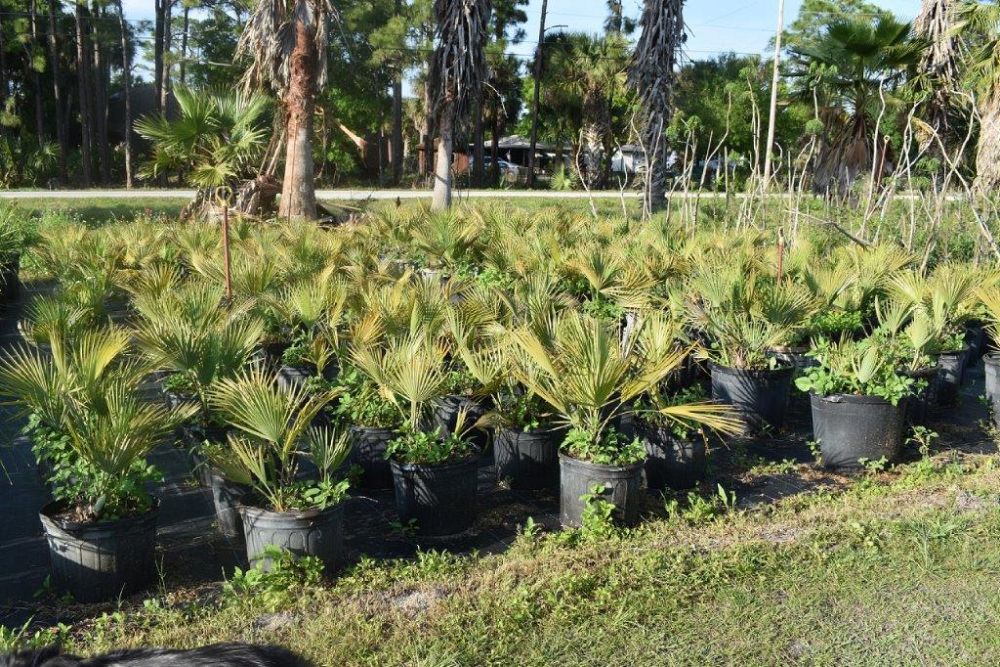 acoelorrhaphe-wrightii-everglades-palm-paurotis-palm