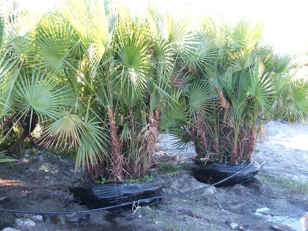 acoelorrhaphe-wrightii-everglades-palm-paurotis-palm