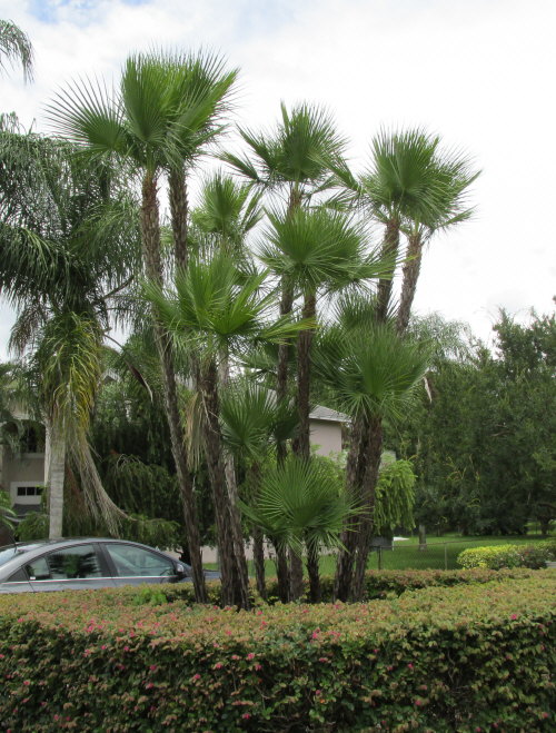 acoelorrhaphe-wrightii-everglades-palm-paurotis-palm