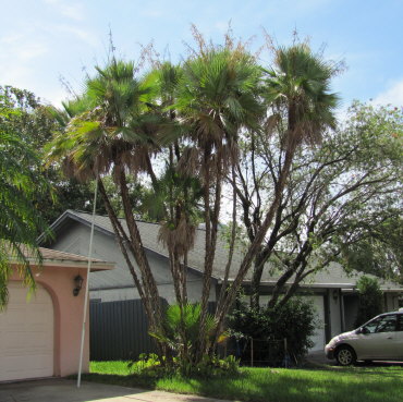 acoelorrhaphe-wrightii-everglades-palm-paurotis-palm