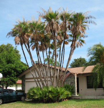 acoelorrhaphe-wrightii-everglades-palm-paurotis-palm