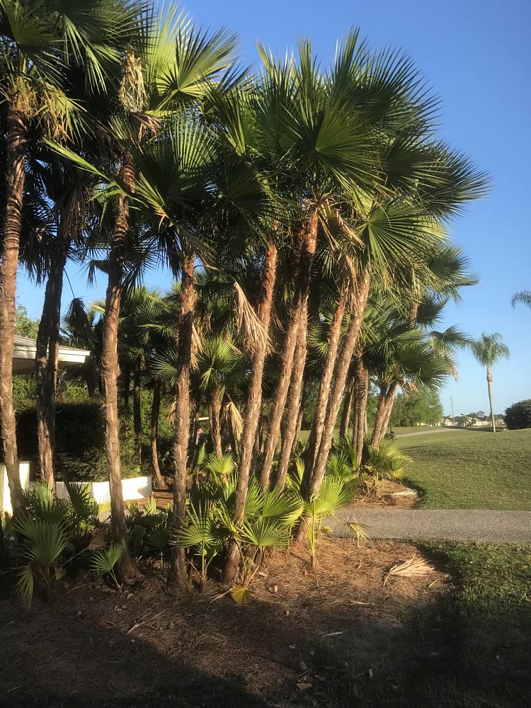 acoelorrhaphe-wrightii-everglades-palm-paurotis-palm