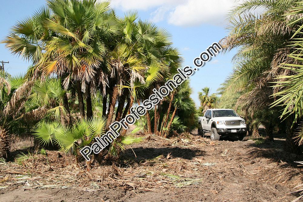 acoelorrhaphe-wrightii-everglades-palm-paurotis-palm
