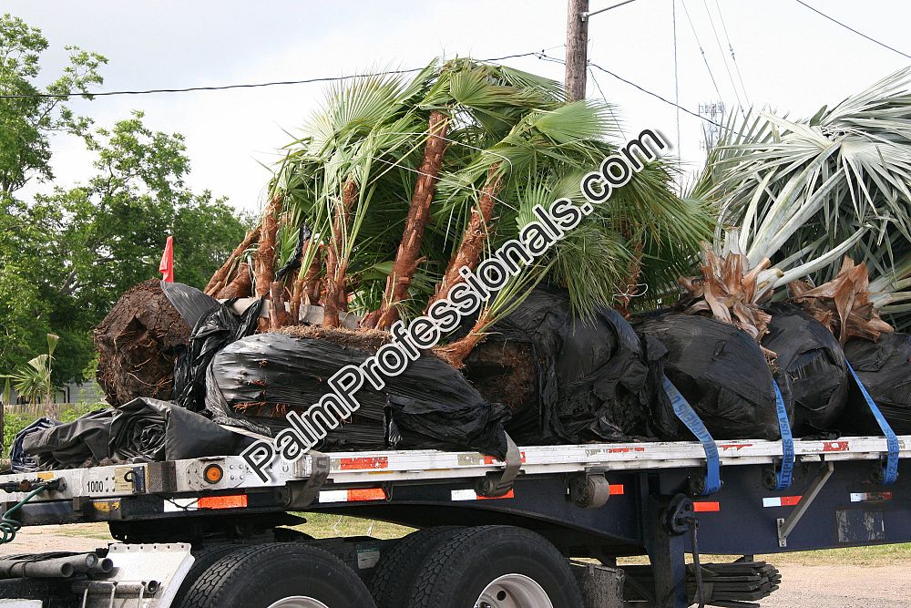 acoelorrhaphe-wrightii-everglades-palm-paurotis-palm