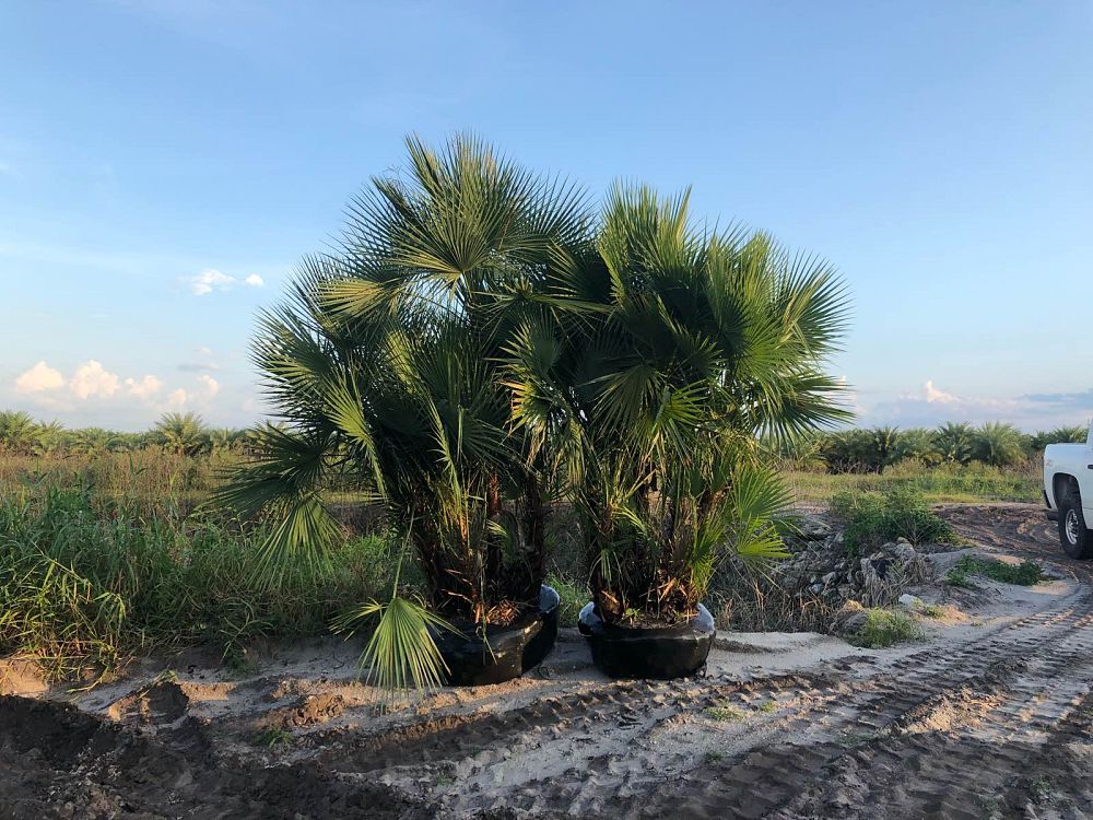 acoelorrhaphe-wrightii-everglades-palm-paurotis-palm