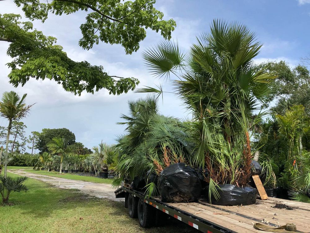 acoelorrhaphe-wrightii-everglades-palm-paurotis-palm