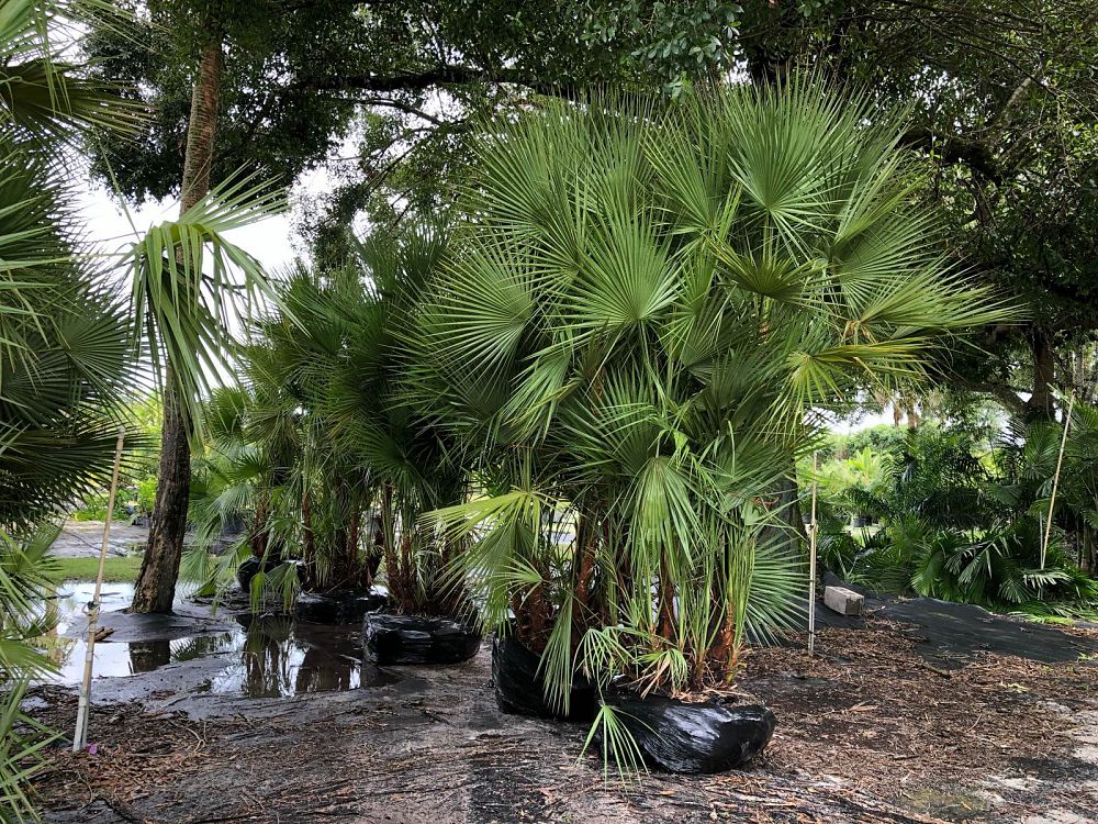acoelorrhaphe-wrightii-everglades-palm-paurotis-palm