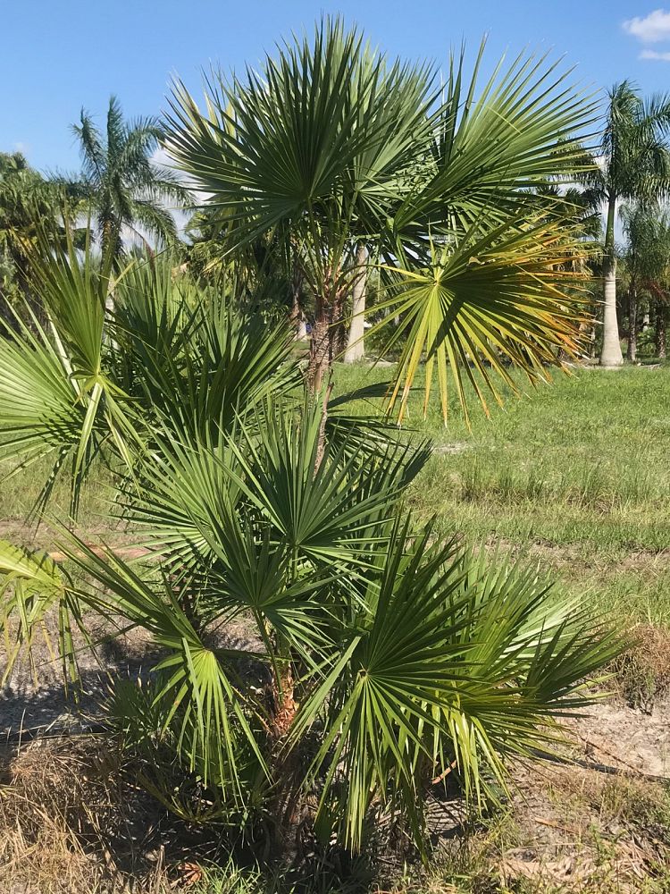 acoelorrhaphe-wrightii-everglades-palm-paurotis-palm