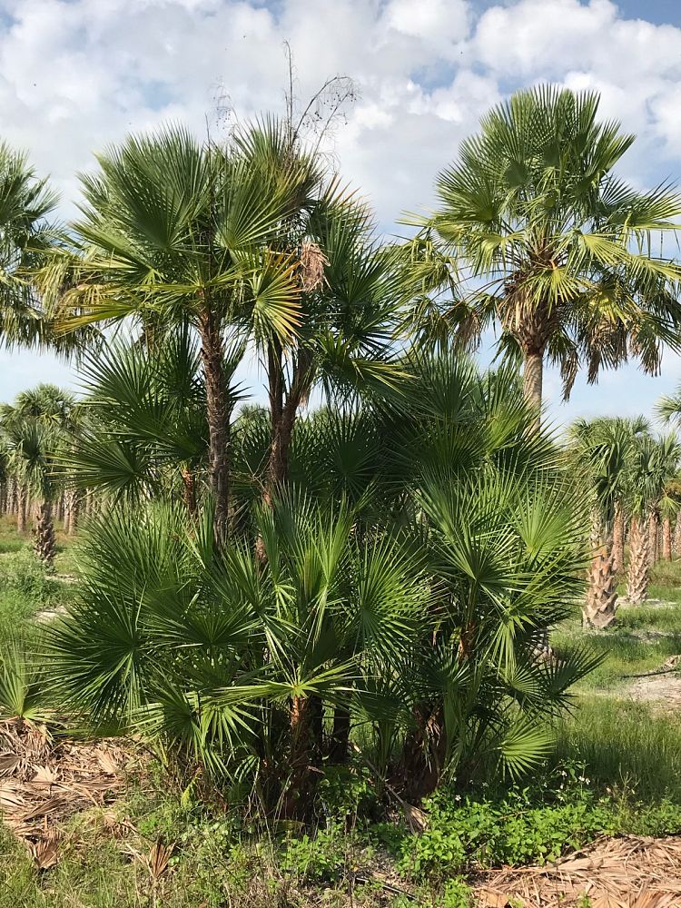 acoelorrhaphe-wrightii-everglades-palm-paurotis-palm
