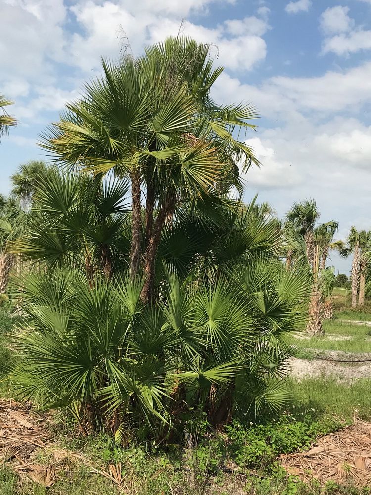 acoelorrhaphe-wrightii-everglades-palm-paurotis-palm