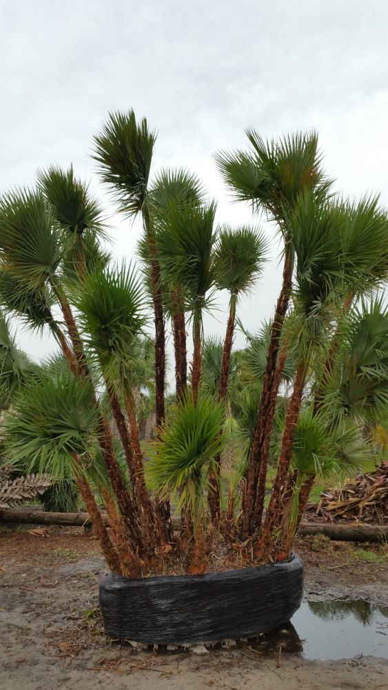 acoelorrhaphe-wrightii-everglades-palm-paurotis-palm