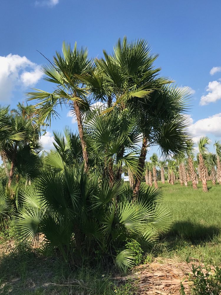 acoelorrhaphe-wrightii-everglades-palm-paurotis-palm