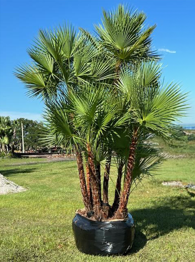 acoelorrhaphe-wrightii-everglades-palm-paurotis-palm