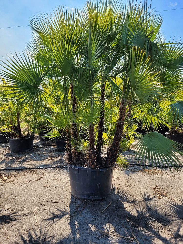acoelorrhaphe-wrightii-everglades-palm-paurotis-palm