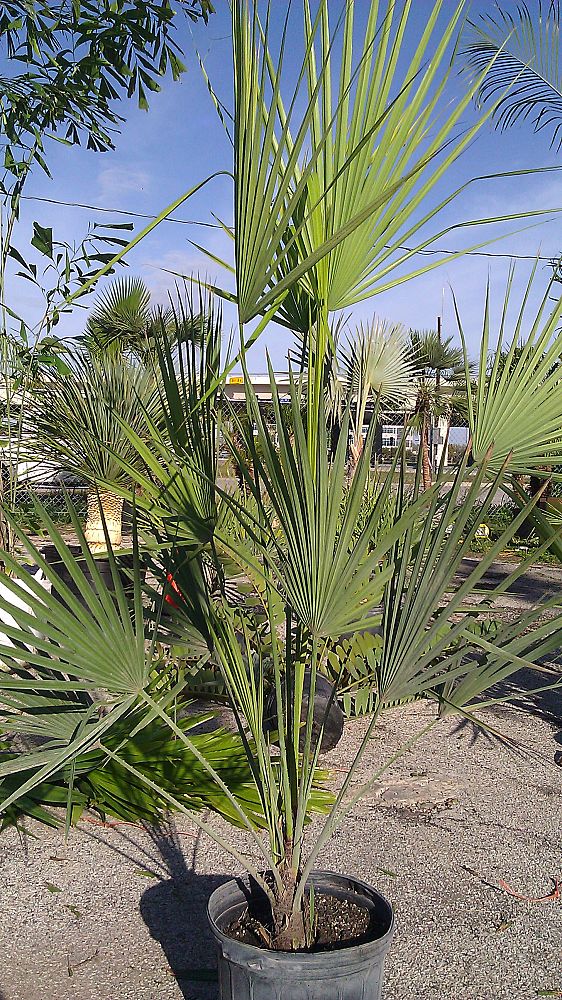 acoelorrhaphe-wrightii-everglades-palm-paurotis-palm