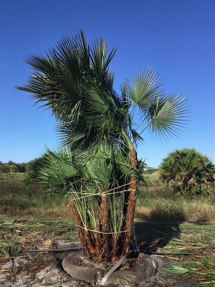 acoelorrhaphe-wrightii-everglades-palm-paurotis-palm