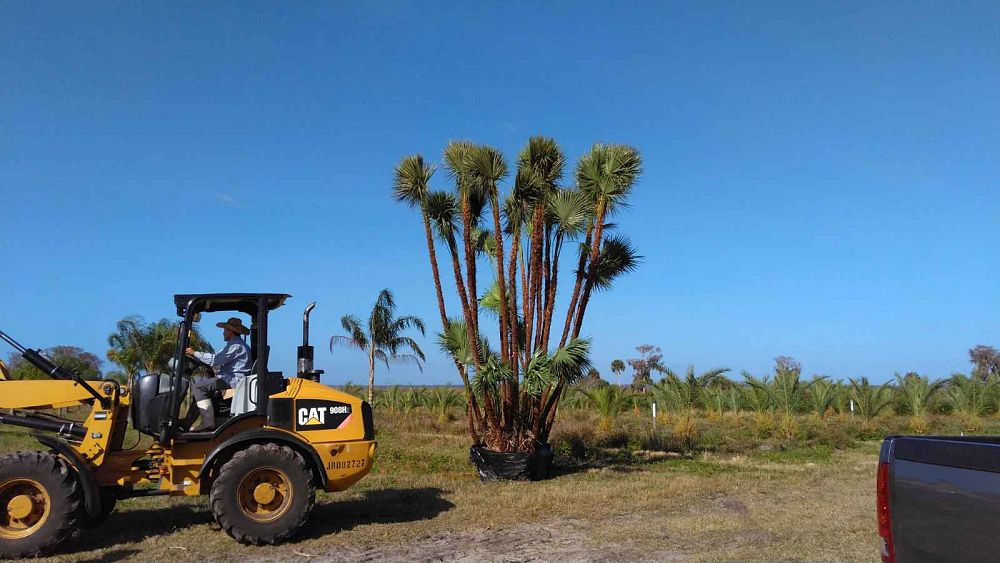 acoelorrhaphe-wrightii-everglades-palm-paurotis-palm
