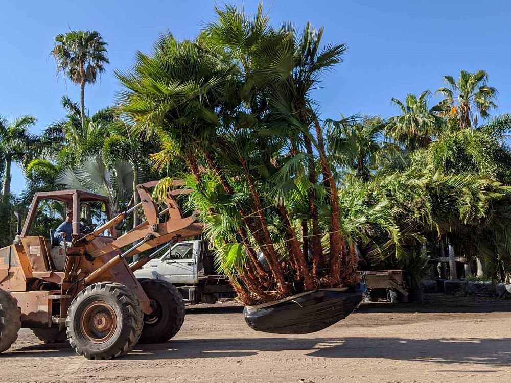 acoelorrhaphe-wrightii-everglades-palm-paurotis-palm