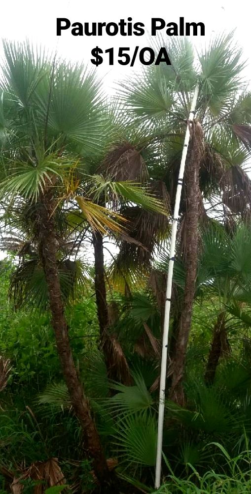 acoelorrhaphe-wrightii-everglades-palm-paurotis-palm