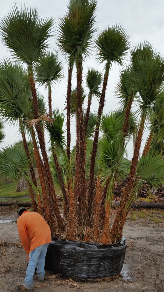 acoelorrhaphe-wrightii-everglades-palm-paurotis-palm
