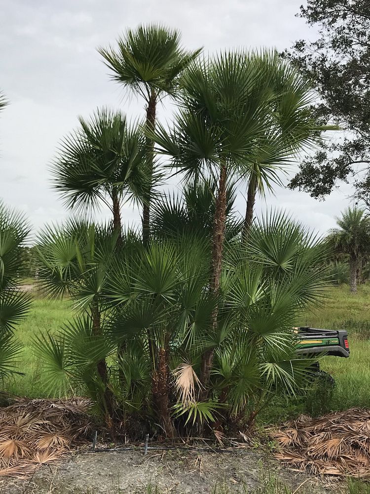 acoelorrhaphe-wrightii-everglades-palm-paurotis-palm