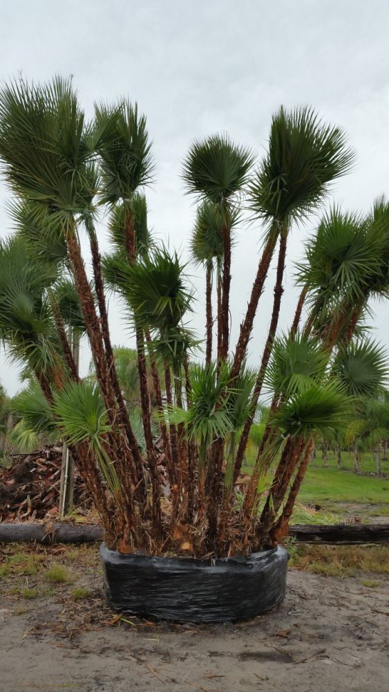 acoelorrhaphe-wrightii-everglades-palm-paurotis-palm